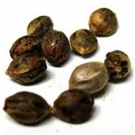 Семена марихуаны АК-47  (Seeds AK-47) в Бахчисарае 